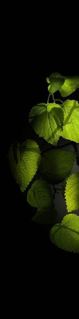 Van-clef-arpels-Moonlight_Patchouli_