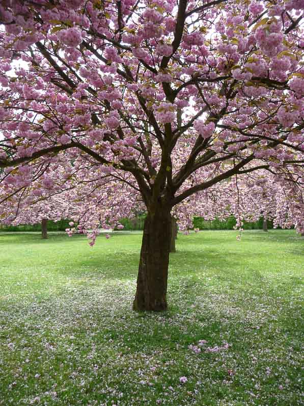 prunus_arbre_fleurs_parc_de_sceaux_printemps_avril_4