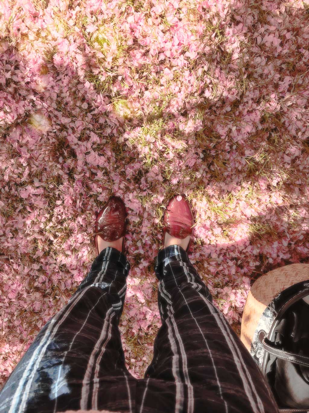 welovesakura-unmalgacheaparis