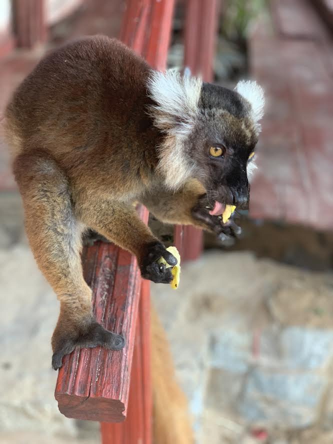macaco